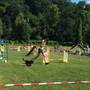 Agility klub Rokycany 6