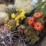 Výstava kaktusů 2022 8